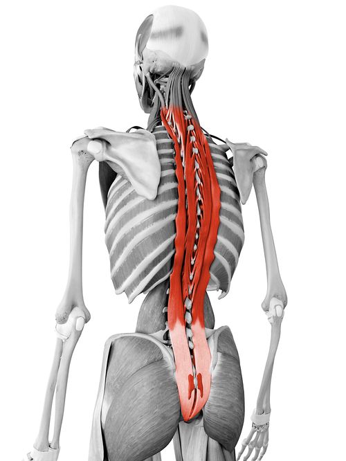Erector spinae muscles along the spine